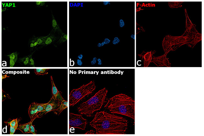 YAP1 Antibody in Immunocytochemistry (ICC/IF)