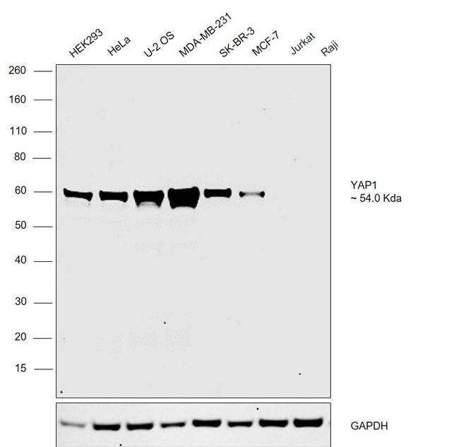 YAP1 Antibody in Western Blot (WB)