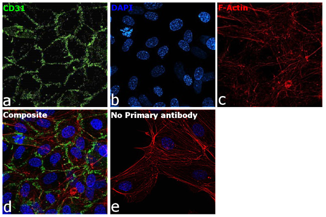 CD31 (PECAM-1) Antibody in Immunocytochemistry (ICC/IF)