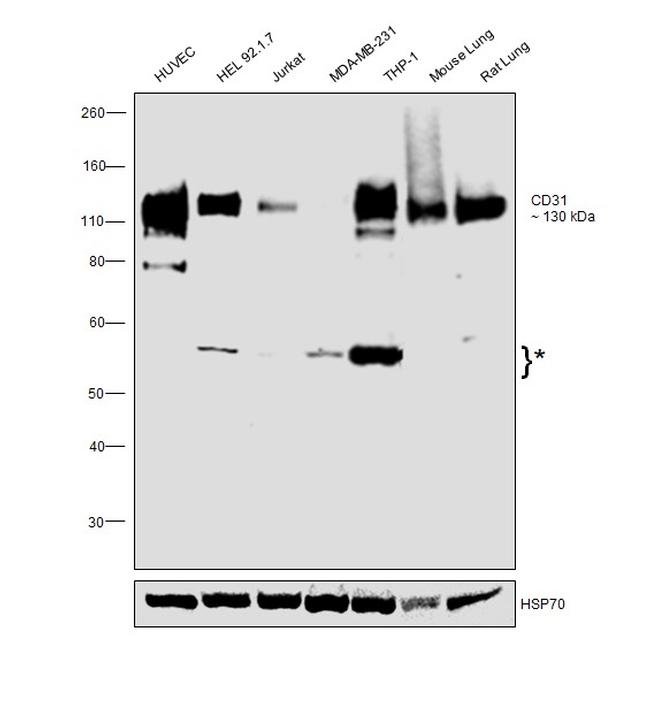 CD31 (PECAM-1) Antibody in Western Blot (WB)