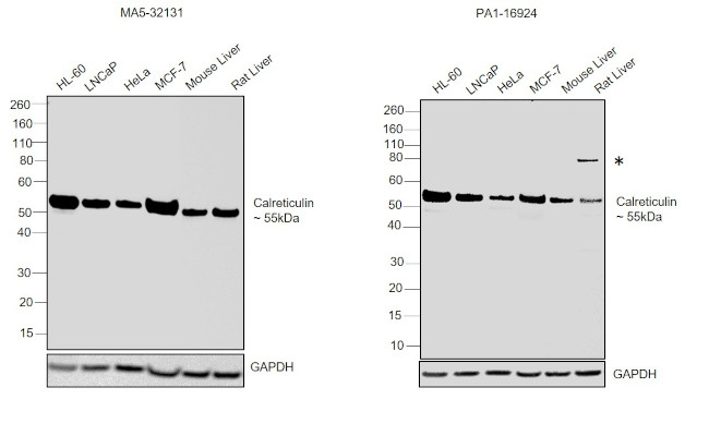 Calreticulin Antibody