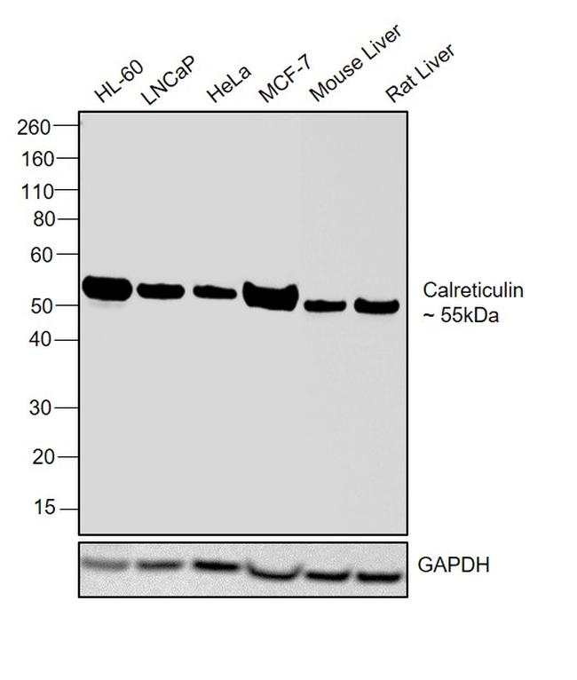 Calreticulin Antibody in Western Blot (WB)