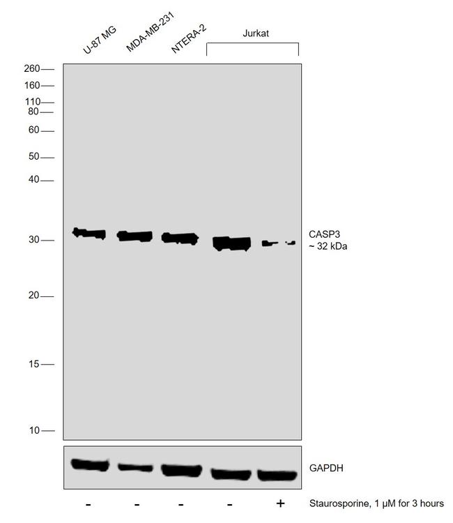 Active/Pro-Caspase 3 Antibody in Western Blot (WB)