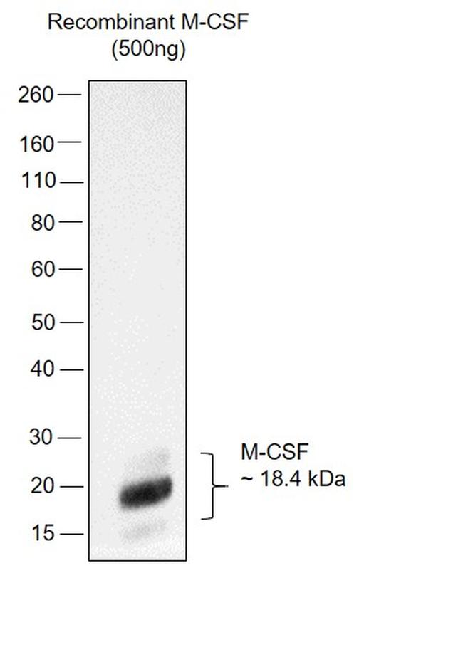 M-CSF Antibody in Western Blot (WB)