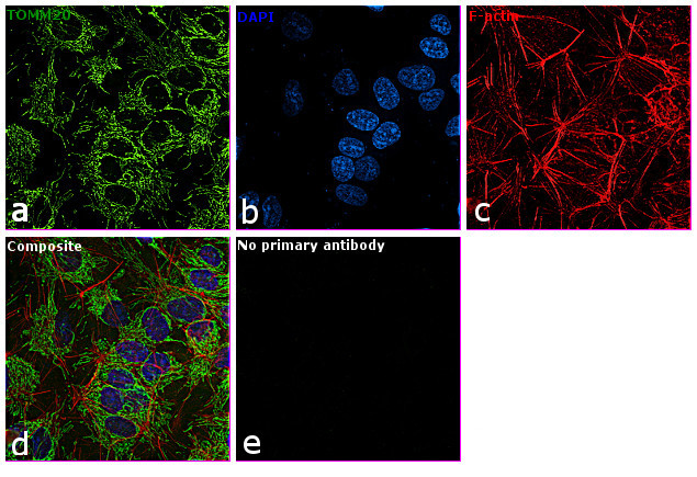 TOMM20 Antibody in Immunocytochemistry (ICC/IF)