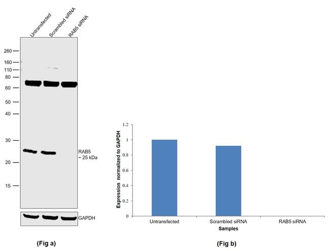 RAB5 Antibody in Western Blot (WB)