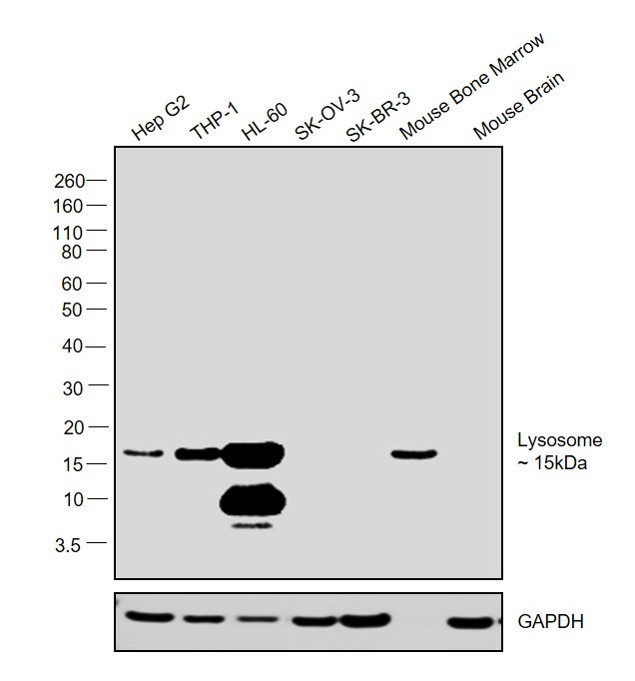 Lysozyme Antibody