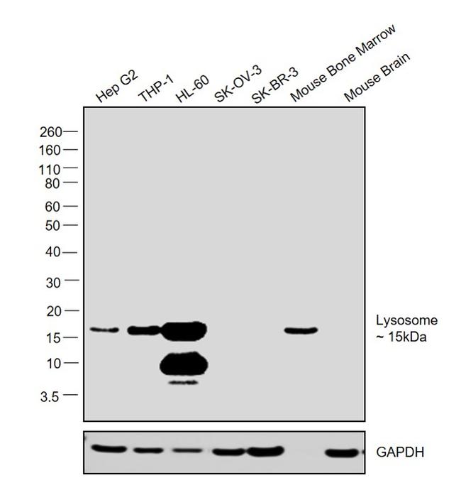 Lysozyme Antibody in Western Blot (WB)