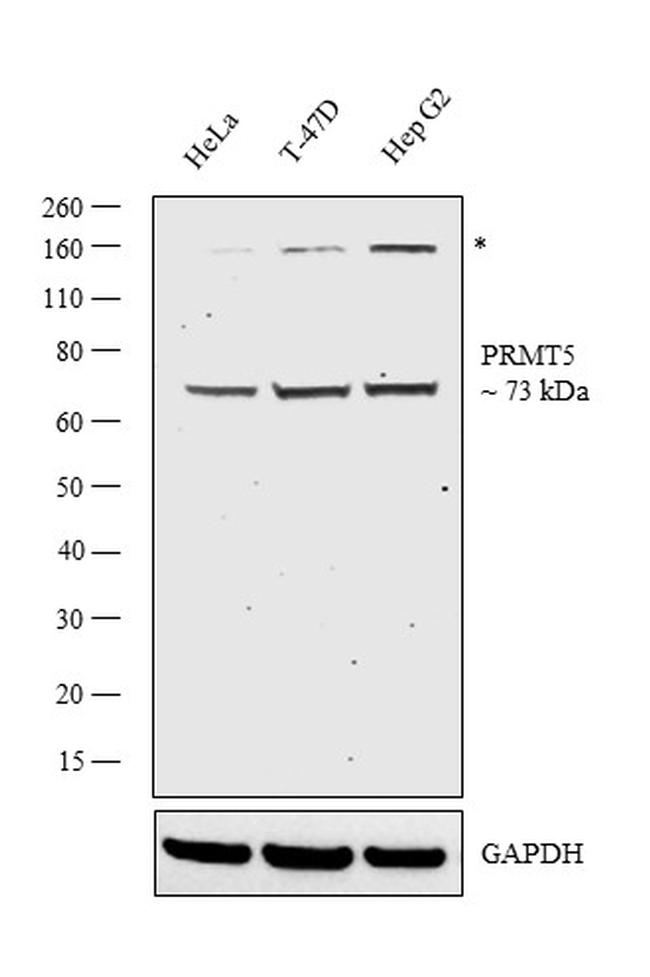 PRMT5 Antibody in Western Blot (WB)