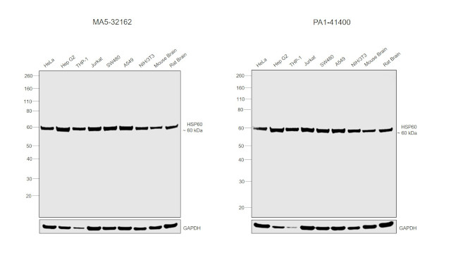 HSP60 Antibody