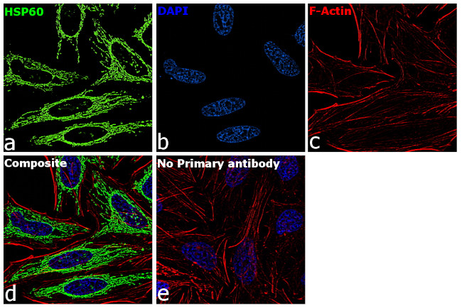 HSP60 Antibody in Immunocytochemistry (ICC/IF)