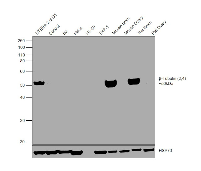 beta Tubulin 2,4 Antibody