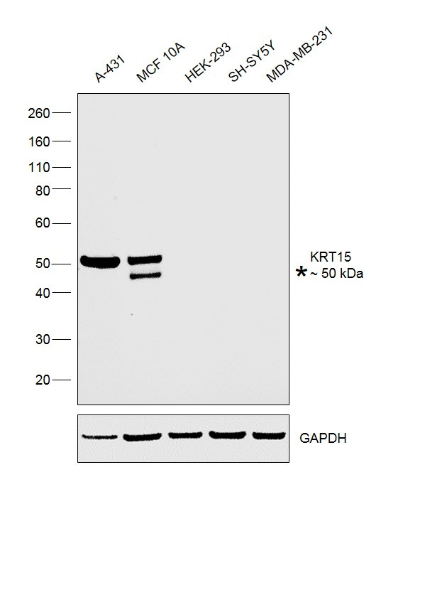 Cytokeratin 15 Antibody