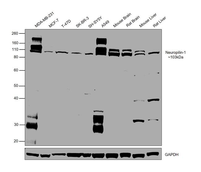 CD304 (Neuropilin-1) Antibody in Western Blot (WB)