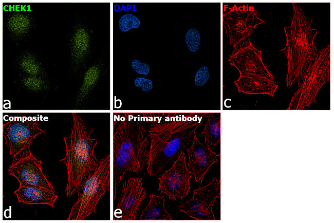 Chk1 Antibody in Immunocytochemistry (ICC/IF)