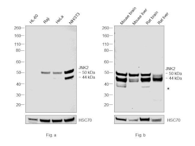 JNK2 Antibody