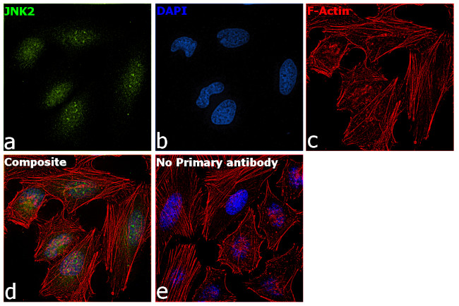 JNK2 Antibody in Immunocytochemistry (ICC/IF)