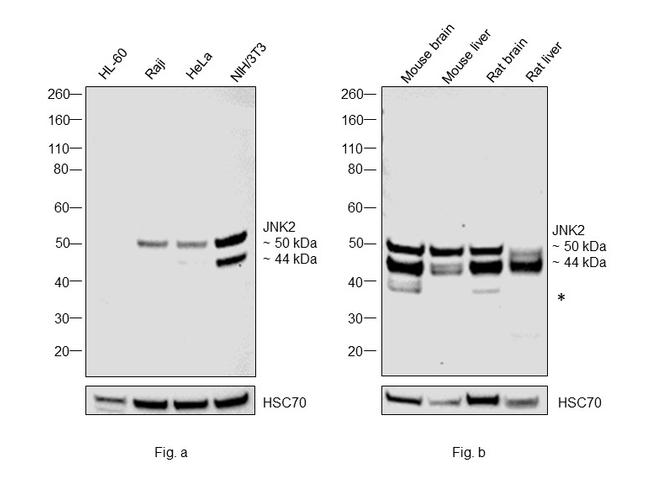 JNK2 Antibody in Western Blot (WB)