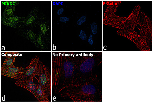 DNA-PK Antibody in Immunocytochemistry (ICC/IF)