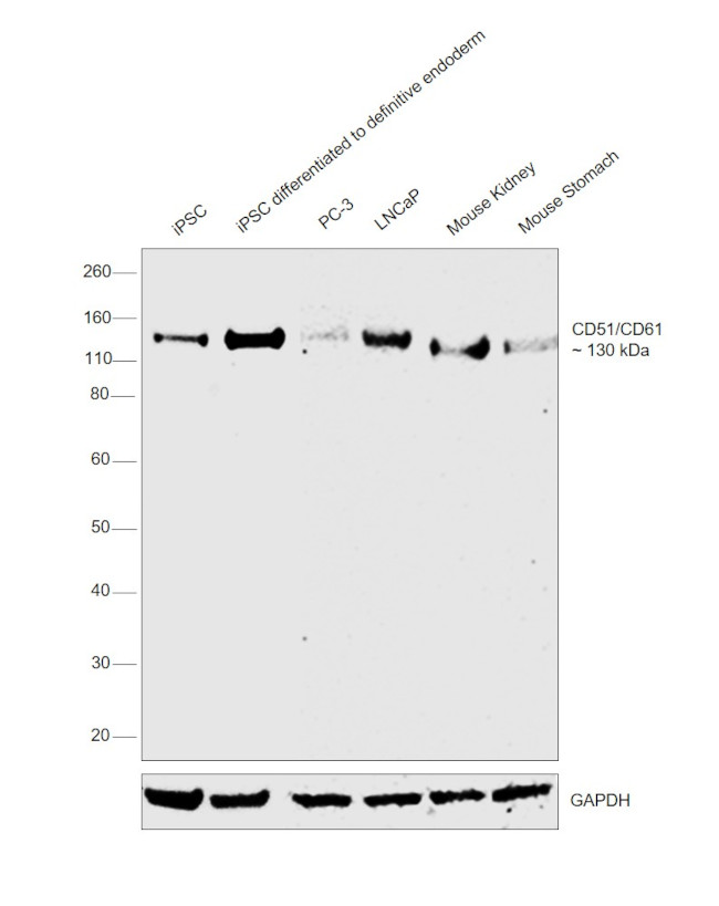 CD51 Antibody