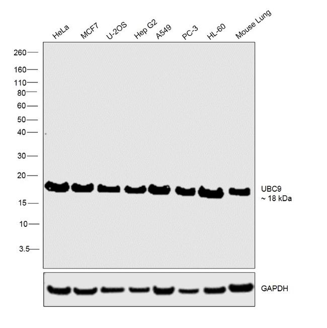 UBC9 Antibody in Western Blot (WB)