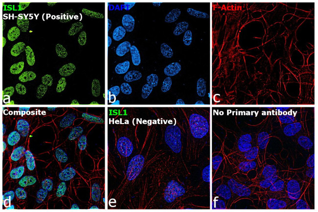 ISL1 Antibody