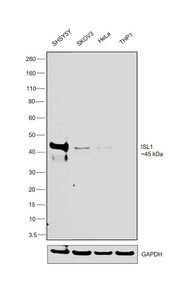 ISL1 Antibody