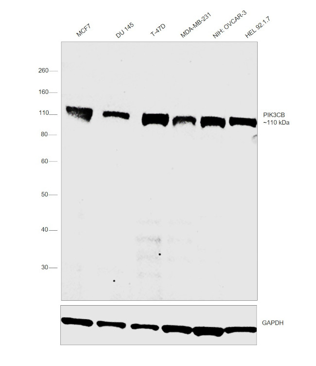 PIK3CB Antibody