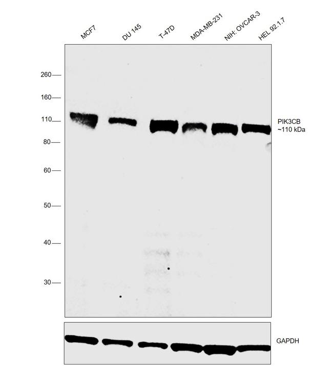 PIK3CB Antibody in Western Blot (WB)