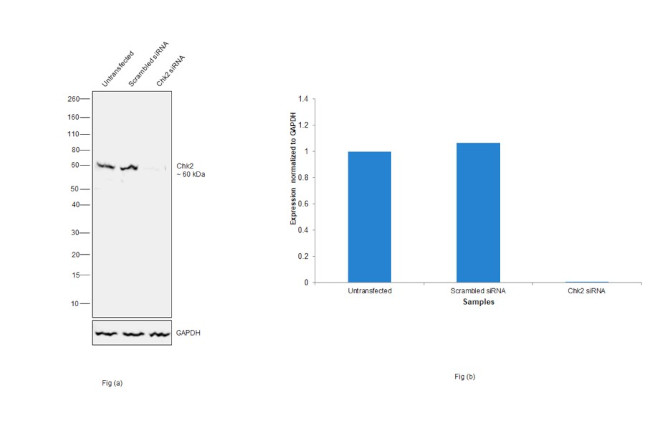 CHK2 Antibody