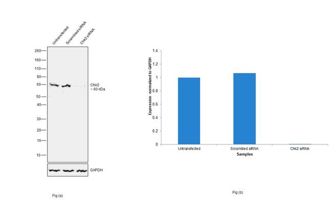 CHK2 Antibody in Western Blot (WB)