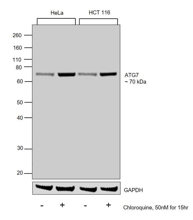 ATG7 Antibody