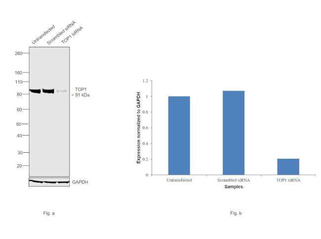 TOP1 Antibody