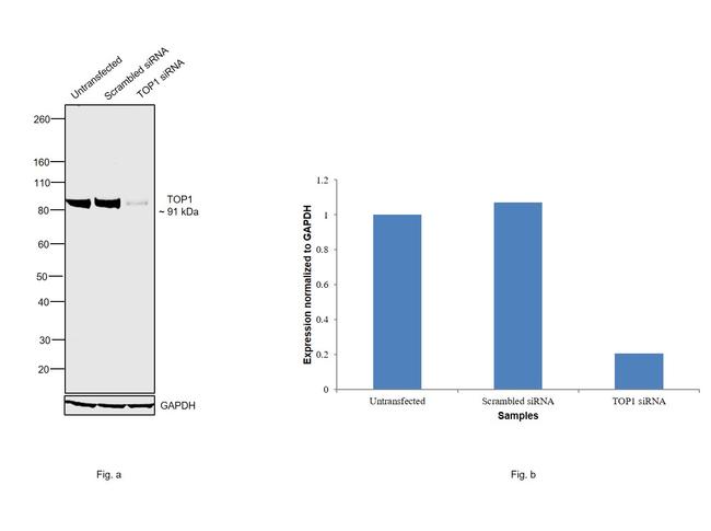 TOP1 Antibody in Western Blot (WB)