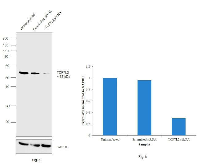 TCF7L2 Antibody