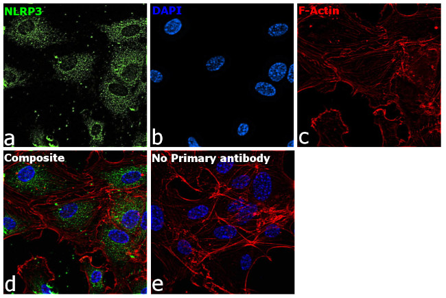 NLRP3 Antibody in Immunocytochemistry (ICC/IF)