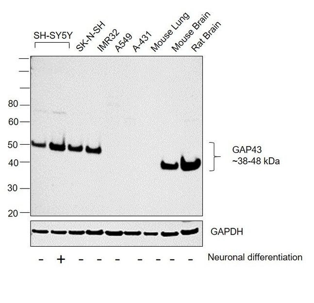 GAP43 Antibody