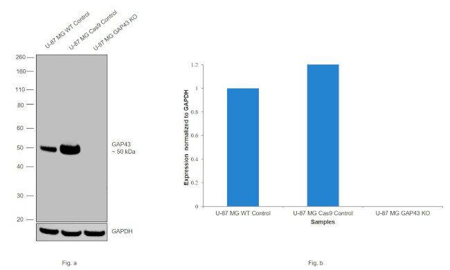 GAP43 Antibody