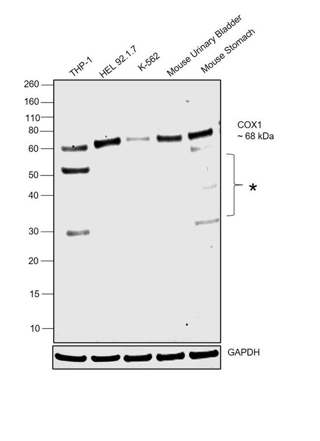 COX1 Antibody in Western Blot (WB)