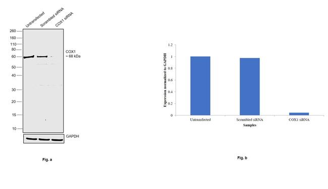 COX1 Antibody in Western Blot (WB)