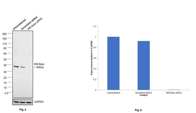 IkB beta Antibody in Western Blot (WB)