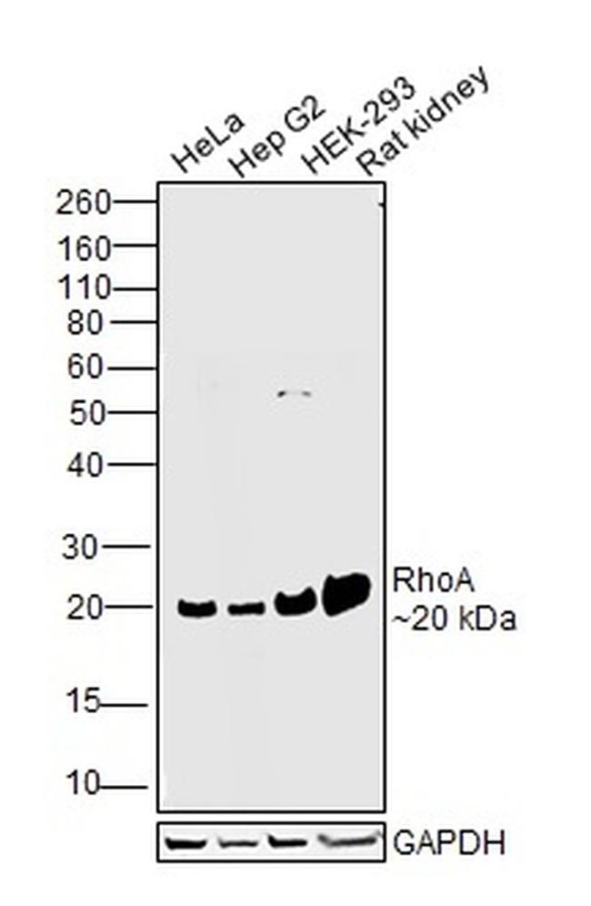 RhoA Antibody in Western Blot (WB)