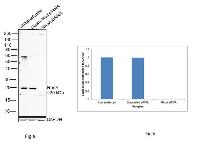 RhoA Antibody in Western Blot (WB)