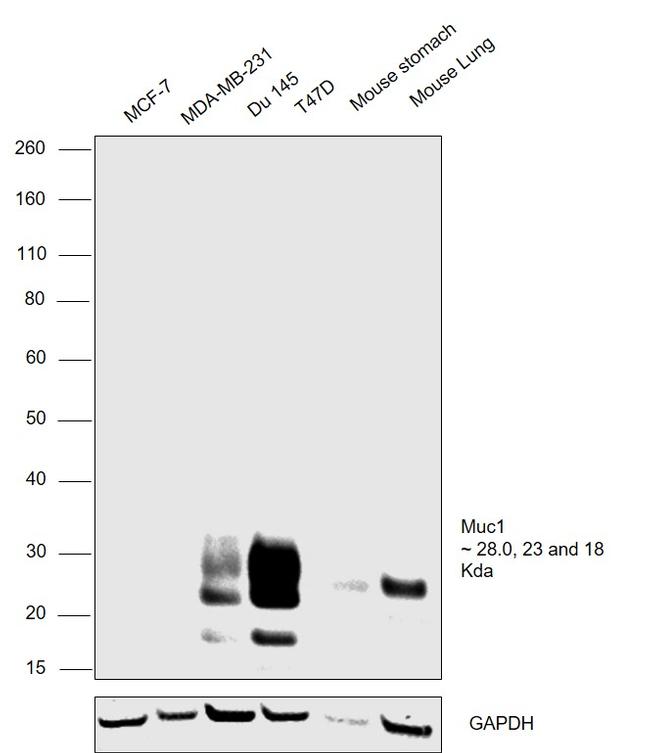 MUC1 Antibody in Western Blot (WB)