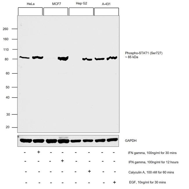 Phospho-STAT1 (Ser727) Antibody in Western Blot (WB)