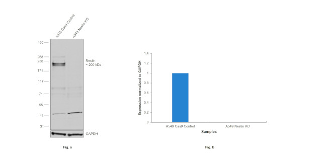 Nestin Antibody