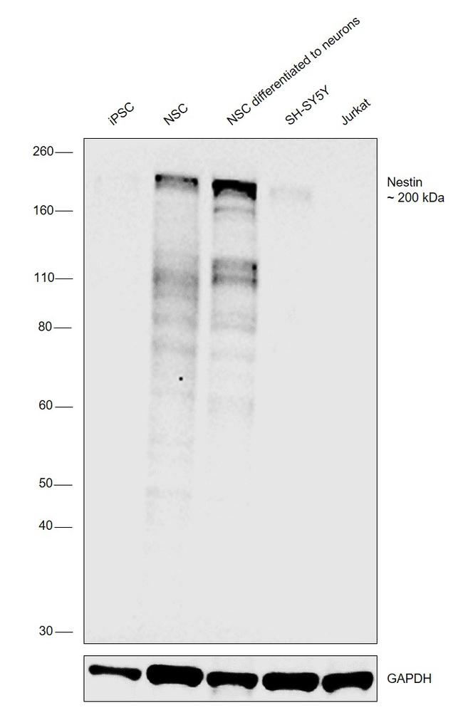 Nestin Antibody in Western Blot (WB)