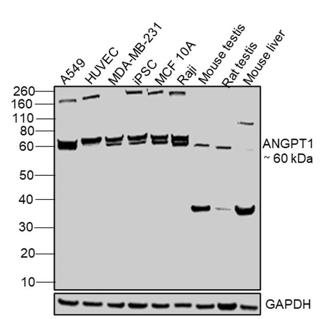 Angiopoietin 1 Antibody in Western Blot (WB)