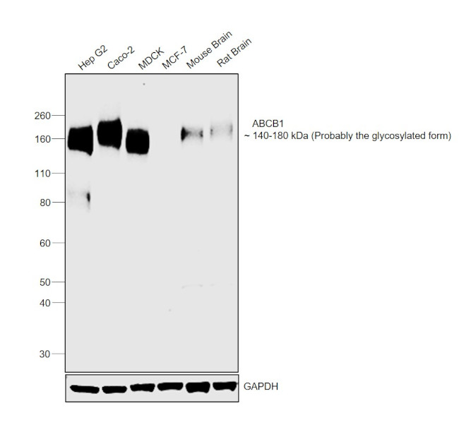 P-Glycoprotein Antibody