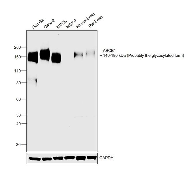 P-Glycoprotein Antibody in Western Blot (WB)